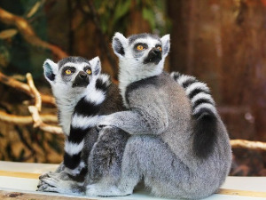 	Добро јутро децо: Кућа части 