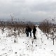 Како снег греје пшеницу и чува воће