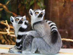 Добро јутро децо: Беретка