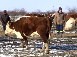 Зашто је све више крава у Банату