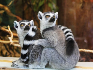  Добро јутро децо: Осмех 