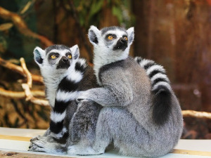  Добро јутро децо: Веће буре 