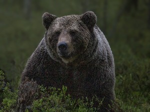 Словенија, мечка повредила ловца