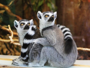 Добро јутро децо: Безимени посетилац