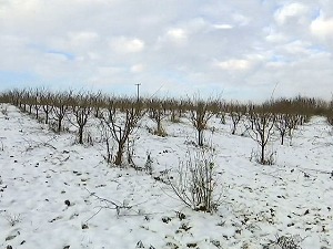 Тражи се наследница пожегаче - лепотица није отпорна, али нада обећава 