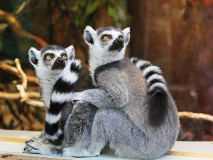 	Добро јутро децо: Новинарска торта 