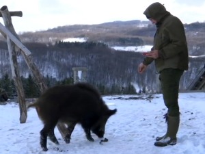 Од тринаестог прасета до шампиона – Гиле са Милетине косе