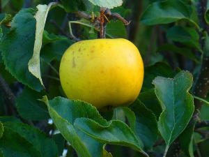 Од злата јабука