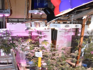 Откривена лабораторија марихуане у Суботици