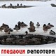 Гледаоци репортери (13. фебруар 2022)
