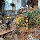 Најмање 18 мртвих у поплавама и клизиштима у Бразилу, бујице носе куће и аутомобиле