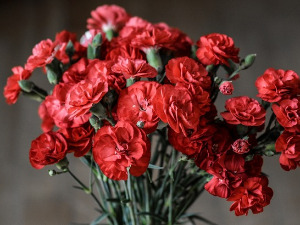  1001 Траг - Каранфиле цвеће моје - Данка Стојиљковић 