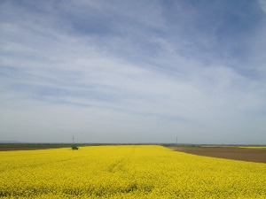 Фолдер Србија: Вештице