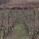 Три генерације виноградара у Долову