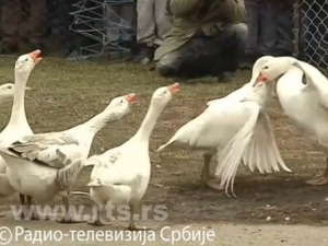 У Мокрину финале "Гусанијаде"