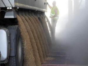 Берзе пшенице усталасане због Украјине, какво је стање у Србији