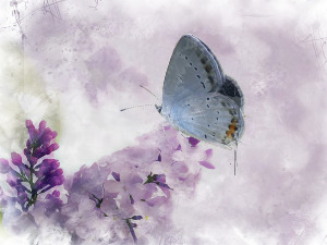 	Добро јутро децо: Мајстор за репове и крила 