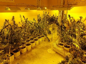 Откривена лабораторија за узгој марихуане у Кикинди,  ухапшен осумњичени