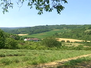  1001 Траг - Добро јутро Војводино - Милан Прунић 