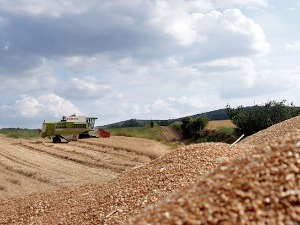 Почела исплата субвенција - 8.000 динара по хектару