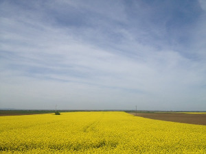 	Фолдер Србија: Караконџула 