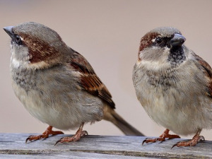  Добро јутро децо: Најстарији становници Београда 