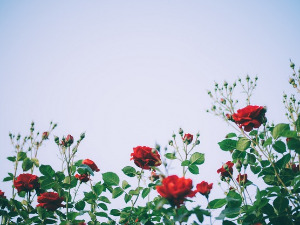 	Радио драма: Дивља ружа, 1. део