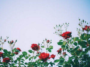 Радио драма: Дивља ружа, 2. део 