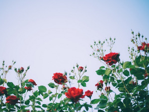 Радио драма: Дивља ружа, 4. део 