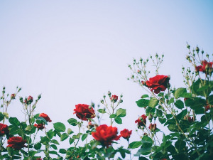 	Радио драма: Дивља ружа, завршни део