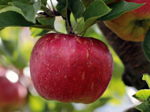  1001 Траг - Покрај пута родила јабука - Реуф Мушовић 