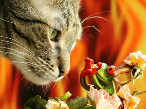  Добро јутро децо: Жаба из рупе 