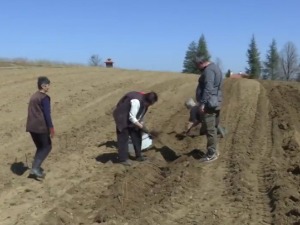 Пролећна садња малина, зашто стручњаци сматрају да су воћари закаснили