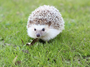  Добро јутро децо: Стари мудрац 