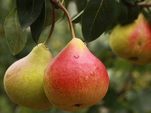  Добро јутро децо: Свађа око две крушке 