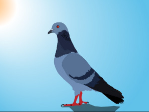  Добро јутро децо: Љута голубица 