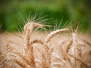 Чадеж: Имамо брашна, уља и шећера, време је да замолимо Владу да поново дозволи извоз