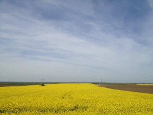 	Фолдер Србија: Шипак 