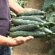 Лесковачки повртари задовољни почетком сезоне