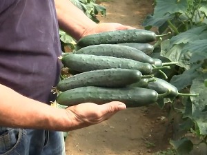 Лесковачки повртари задовољни почетком сезоне
