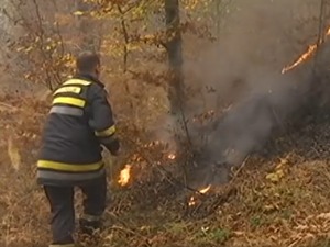 Гори борова шума и ниско растиње код Трговишта
