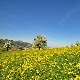 Јутро хладно, током дана претежно сунчано