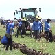 Нови багреми у Долову - храна за пчеле, места за гнезда и баријера за сметове 
