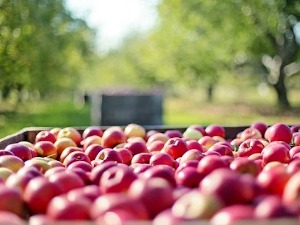 Хоће ли воће из Србије наћи место на тржишту Блиског истока – потенцијал од милијарду потрошача