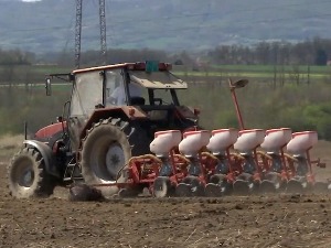 Рат у Украјини утиче и на шумадијске ратаре, све више саде сунцокрет