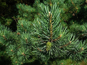  1001 Траг - Девојка је зелен бор садила - Иванка Стефановић 