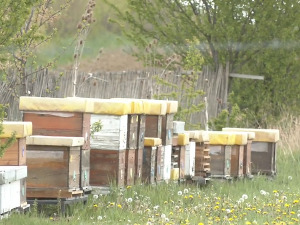 Поред  пчелињих производа, све популарније и инхалирање међу кошницама