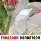 Гледаоци репортери (21. април 2022)