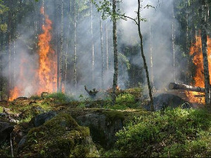 Може ли казна сачувати шуму