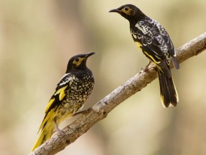 Опчињен песмом птица